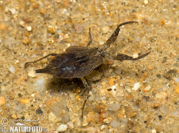 Splošťuľa bahenná (Nepa cinerea)