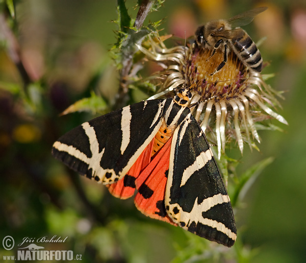 Spriadač kostihojový (Euplagia quadripunctaria)