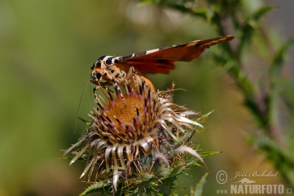 Spriadač kostihojový (Euplagia quadripunctaria)