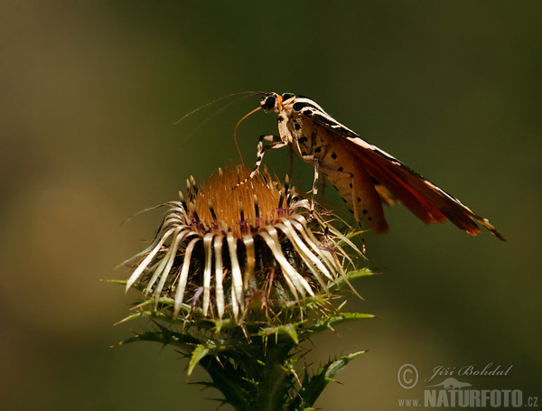 Spriadač kostihojový (Euplagia quadripunctaria)