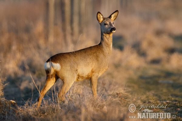 Srna (Capreolus capreolus)