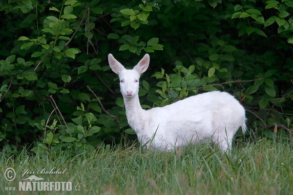 Srna - albín (Capreolus capreolus)