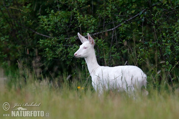 Srna - albín (Capreolus capreolus)