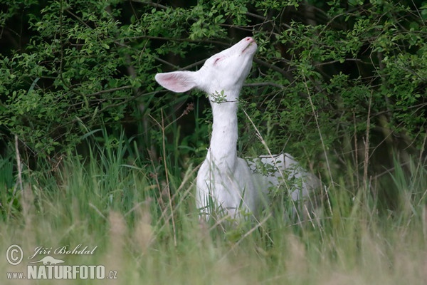 Srna - albín (Capreolus capreolus)