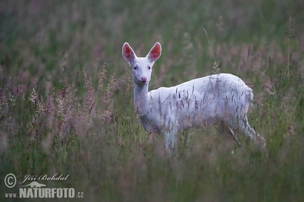 Srna - albín (Capreolus capreolus)