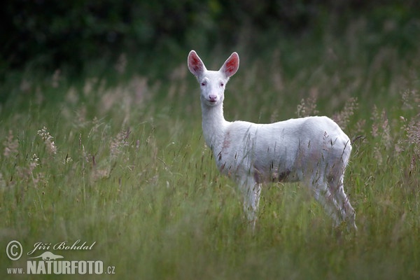 Srna - albín (Capreolus capreolus)