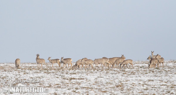 Srnčí zvěř (Capreolus capreolus)