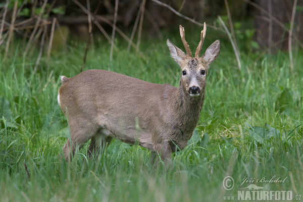 Srnec lesný (Capreolus capreolus)