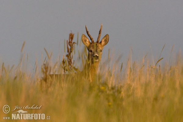 Srnec lesný (Capreolus capreolus)