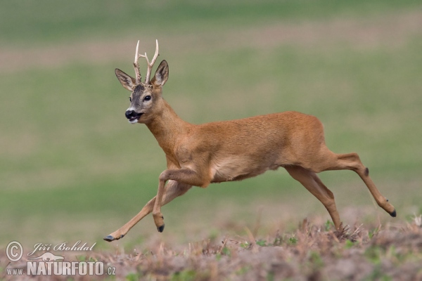 Srnec lesný (Capreolus capreolus)