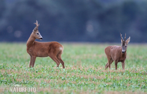 Srnec lesný (Capreolus capreolus)