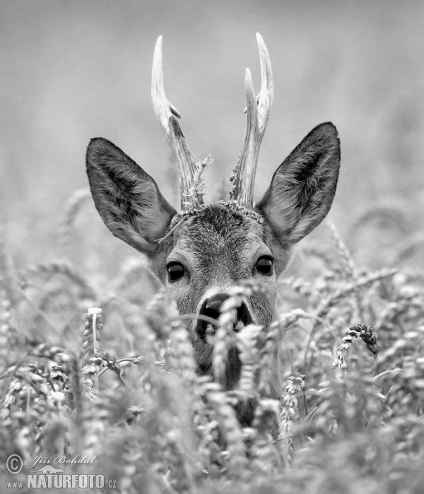 Srnec lesný (Capreolus capreolus)