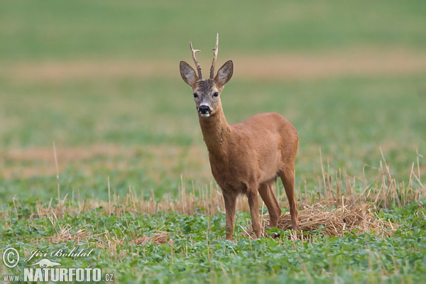 Srnec lesný (Capreolus capreolus)