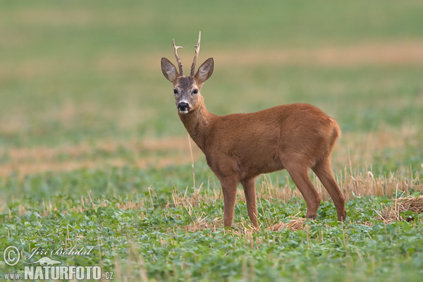 Srnec lesný (Capreolus capreolus)