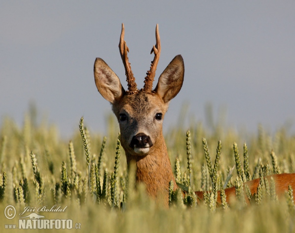 Srnec lesný (Capreolus capreolus)