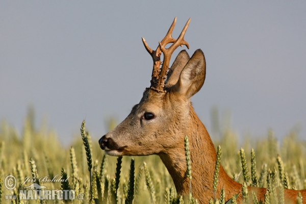 Srnec lesný (Capreolus capreolus)