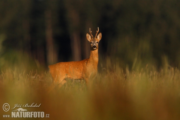 Srnec lesný (Capreolus capreolus)