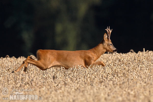 Srnec lesný (Capreolus capreolus)