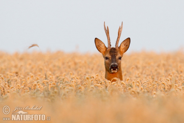 Srnec lesný (Capreolus capreolus)