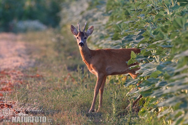 Srnec lesný (Capreolus capreolus)