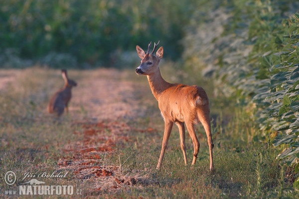 Srnec lesný (Capreolus capreolus)