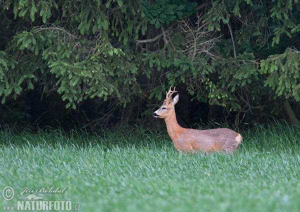 Srnec lesný (Capreolus capreolus)