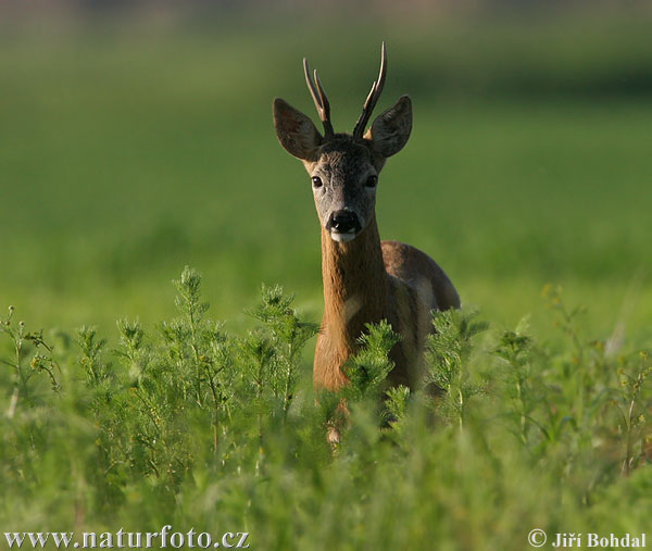 Srnec lesný (Capreolus capreolus)