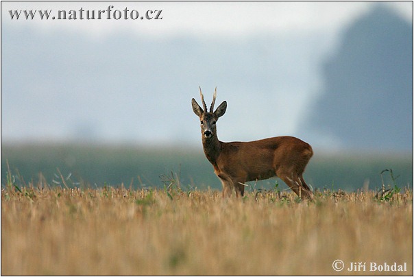 Srnec lesný (Capreolus capreolus)