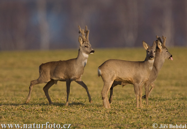 Srnec lesný (Capreolus capreolus)