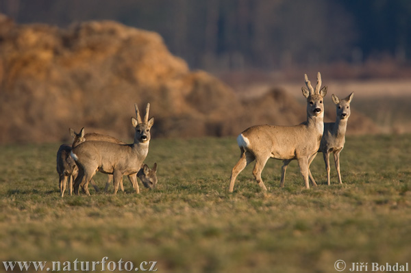 Srnec lesný (Capreolus capreolus)