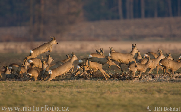 Srnec lesný (Capreolus capreolus)