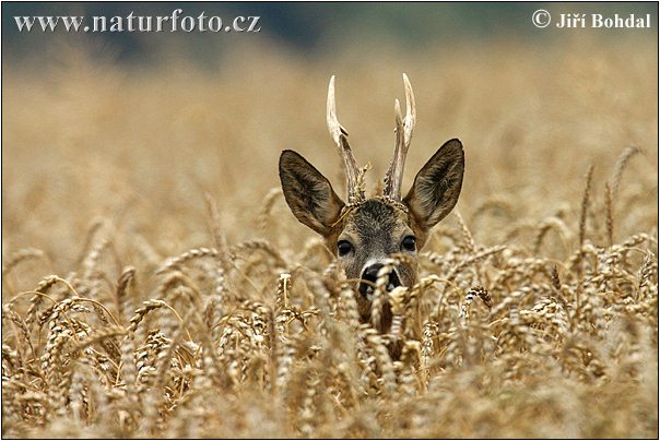 Srnec lesný (Capreolus capreolus)