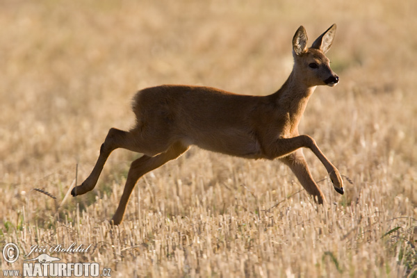 Srnec lesný (Capreolus capreolus)