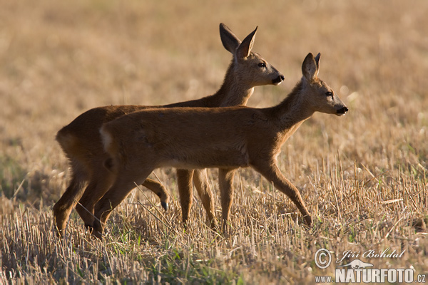 Srnec lesný (Capreolus capreolus)