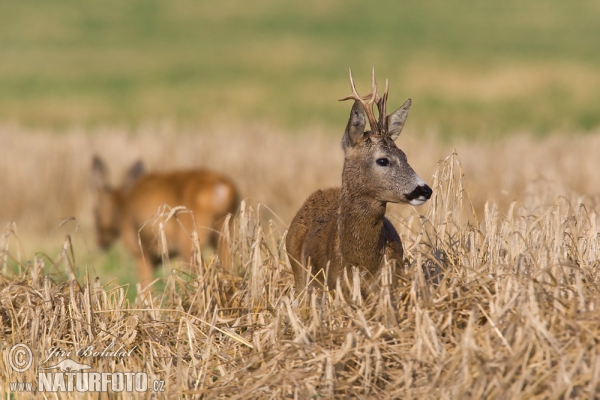 Srnec lesný (Capreolus capreolus)