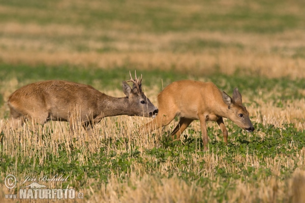 Srnec lesný (Capreolus capreolus)