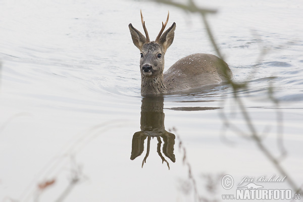 Srnec lesný (Capreolus capreolus)