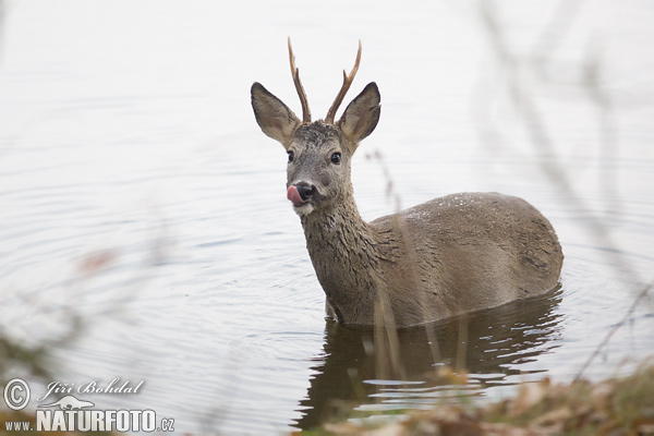 Srnec lesný (Capreolus capreolus)