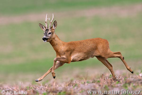 Srnec obecný (Capreolus capreolus)