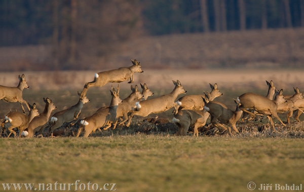 Srnec obecný (Capreolus capreolus)