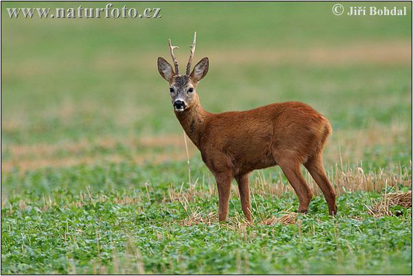 Srnec obecný (Capreolus capreolus)