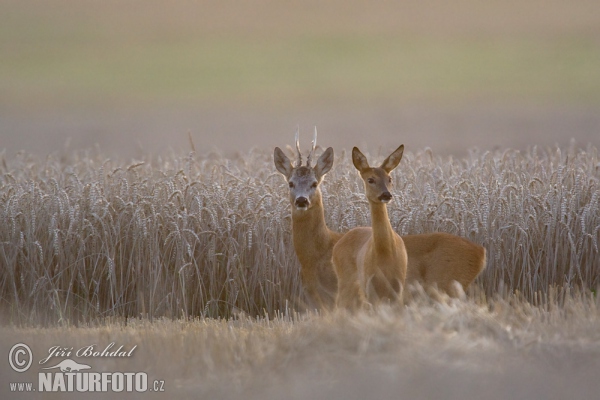 Srnec obecný (Capreolus capreolus)