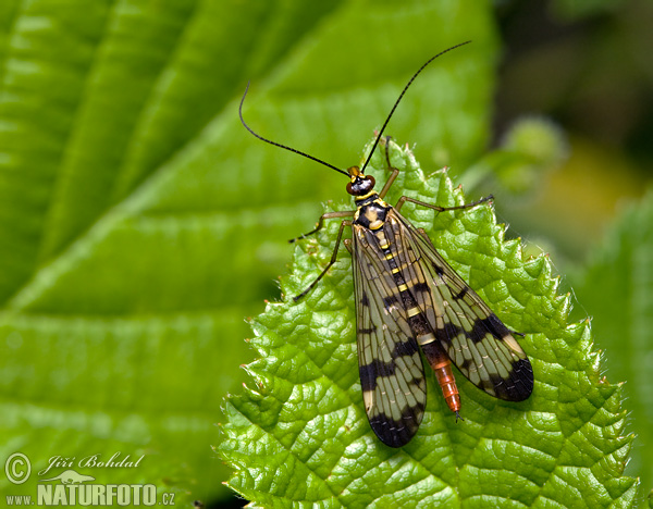 Srpica obyčajná (Panorpa communis)