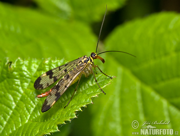 Srpica obyčajná (Panorpa communis)