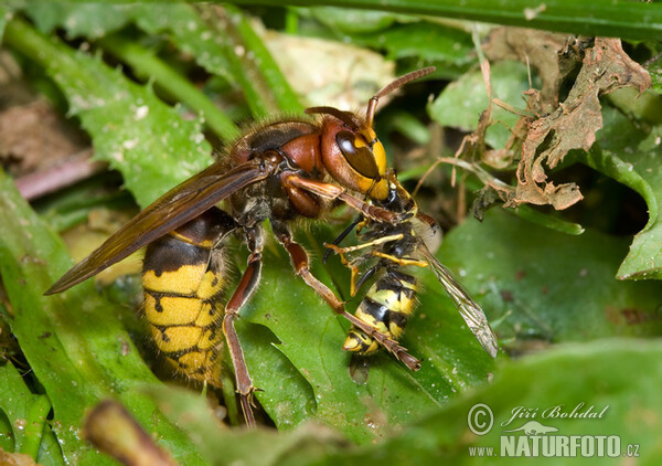 Sršeň obecná (Vespa crabro)