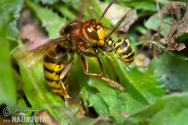 Sršeň obecná (Vespa crabro)