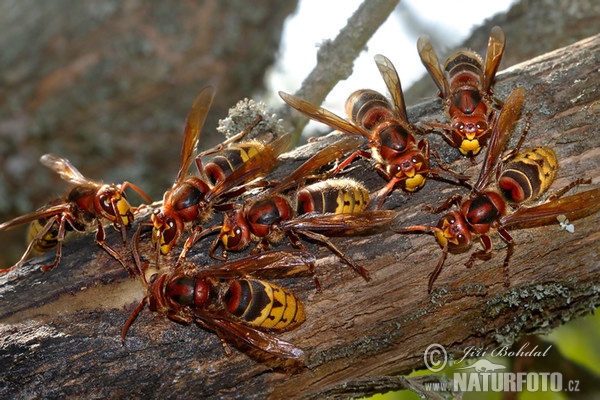 Sršeň obecná (Vespa crabro)