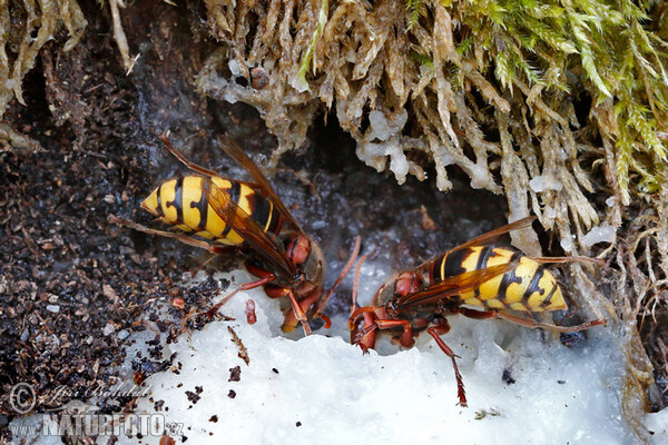 Sršeň obecná (Vespa crabro)