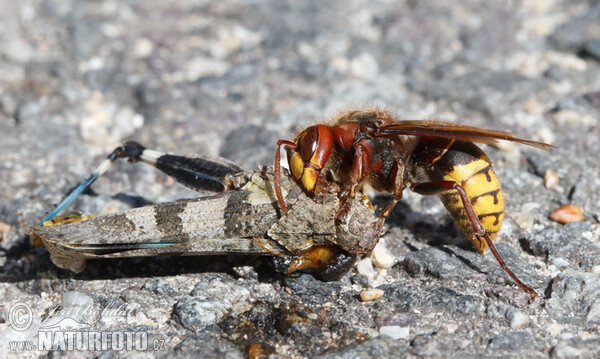 Sršeň obecná (Vespa crabro)