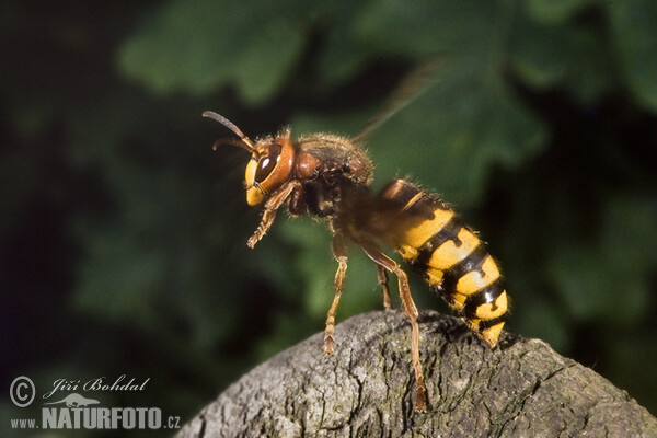 Sršeň obecná (Vespa crabro)